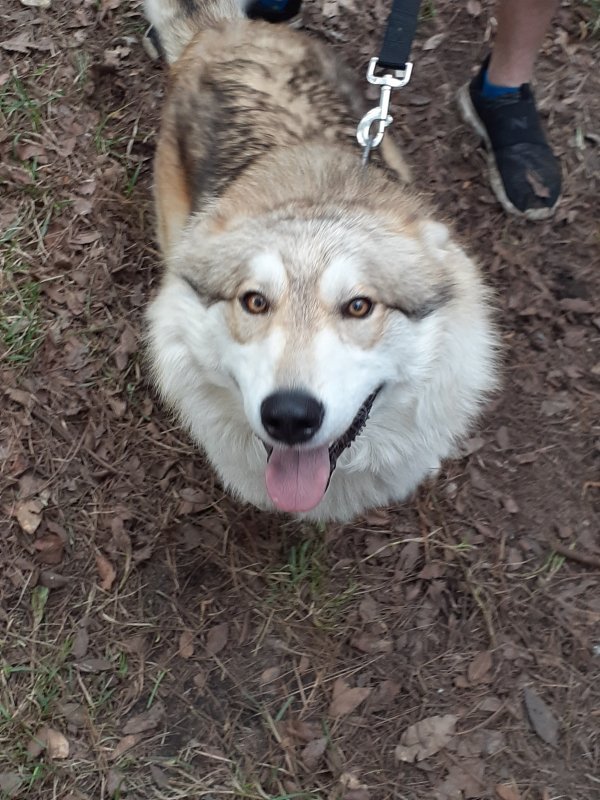 Wolf Mix for Sale in Longview, Texas