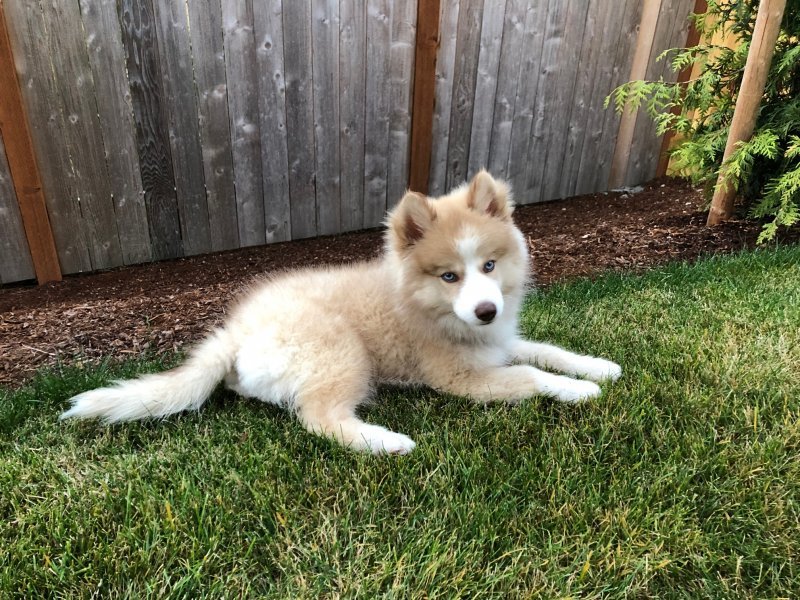 Looking for Pomsky Puppy's Perfect Home