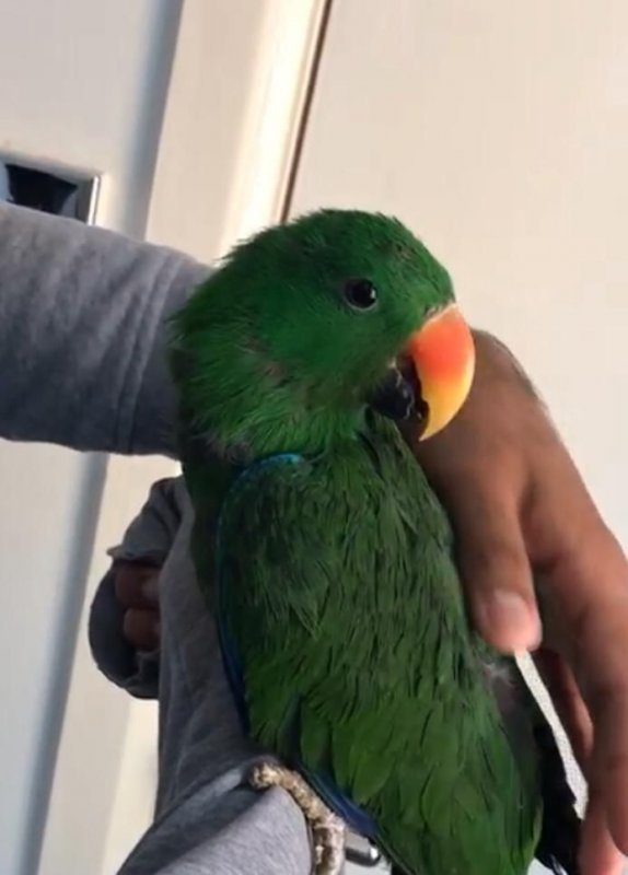 100-tame-eclectus-parrot-5d2312cb921dc.jpg