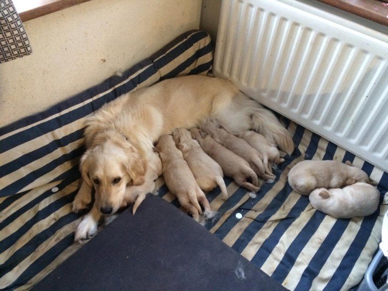 golden-retriever-puppies-for-sale-604123996c5e6.jpg