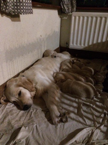 golden-retriever-puppies-for-sale-604123993dc84.jpg