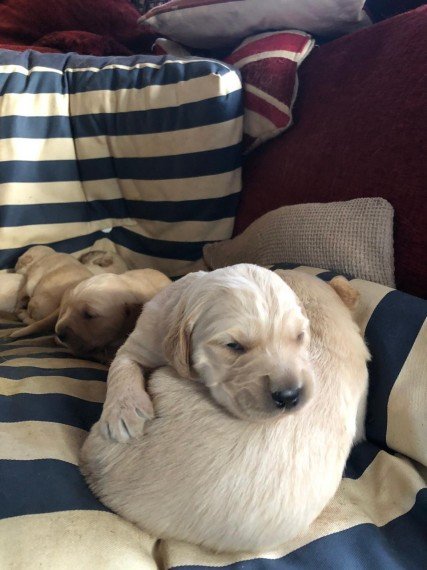 golden-retriever-puppies-for-sale-60412398a5e28.jpg