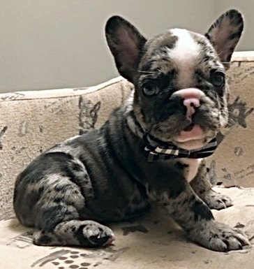 Black & Merle French Bulldog Puppies Looking for Homes