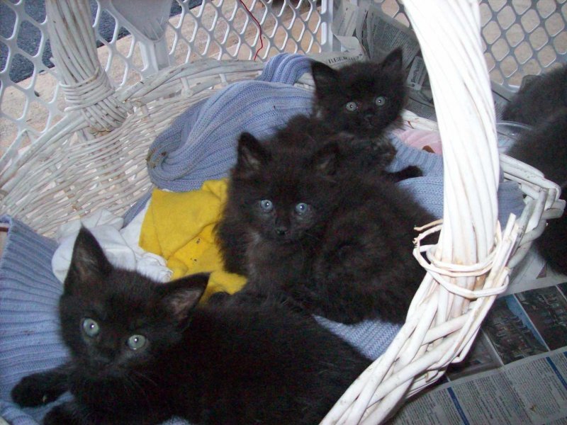 TinyFosterKittens2848x2134-56a111053df78cafdaa9051b.jpg