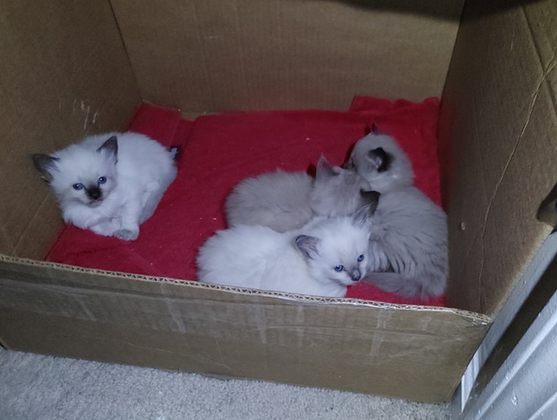 Kittens2-20210410.jpg