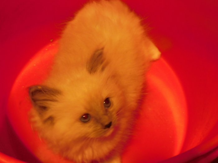 2021-05-02 002 Kitten #1 Bluepoint mitted female.JPG