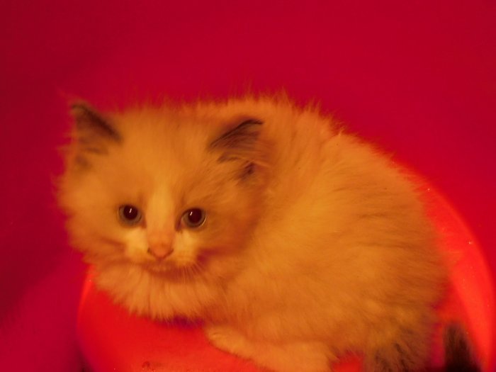 2021-05-02 005 Kitten #4 Blue bicolor male (copy of the father).JPG