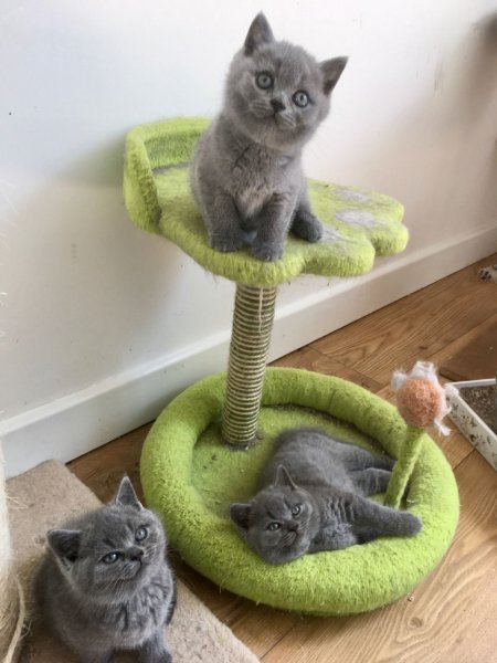 gorgeous-gccf-chunky-british-shorthair-kitten-5ef1e28023e1a.jpg