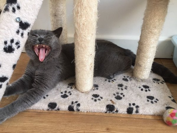 gorgeous-gccf-chunky-british-shorthair-kitten-5ef1e28a59663.jpg