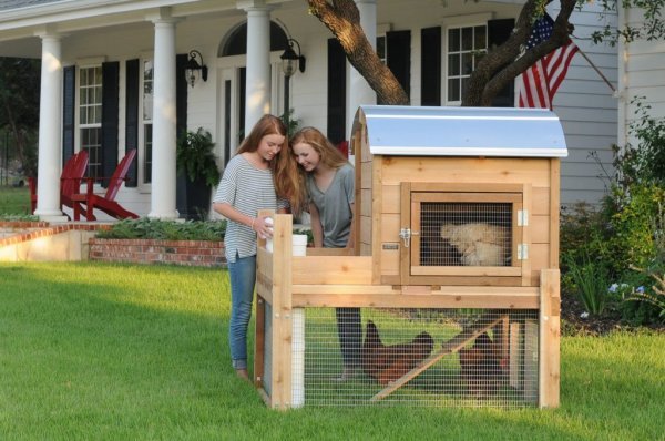 Backyard Chicken Coops.jpg