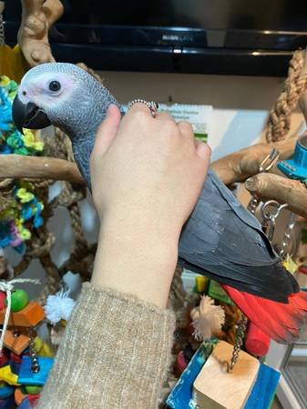 African ggrey.jpg