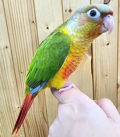 Pineable green cheek Conure.jpg