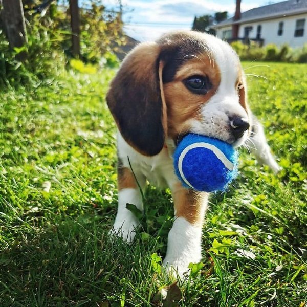 beagle_puppies_near_me_2577022865407173201_40630217691_0_749x749.jpg