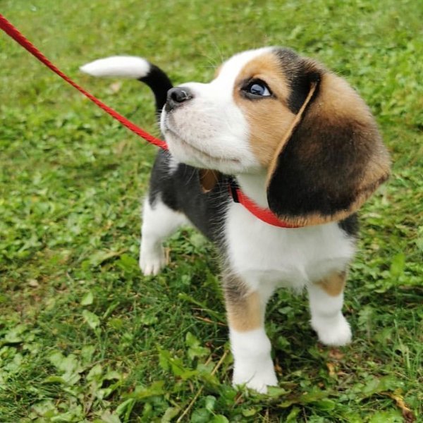 beagle_puppies_near_me_2577022865407173201_40630217691_2_749x749.jpg