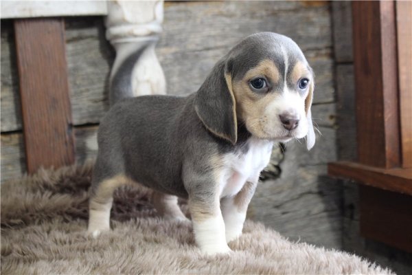 beagle-puppy-picture-2d8071f6-57ef-4b1d-9b68-d46a4db5b3ab.jpg