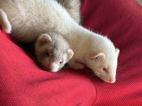 ferrets24.jpg