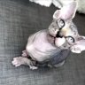 sphynxkittens305